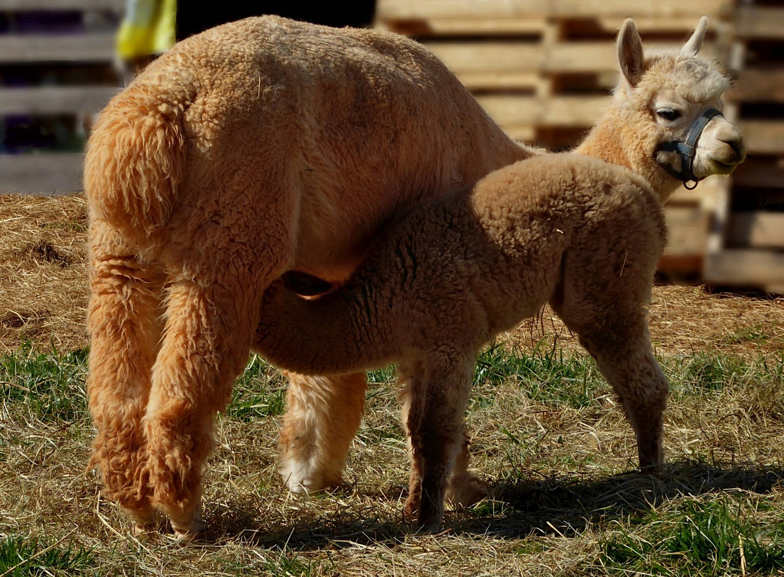 a baby llama standing next to an adult llama