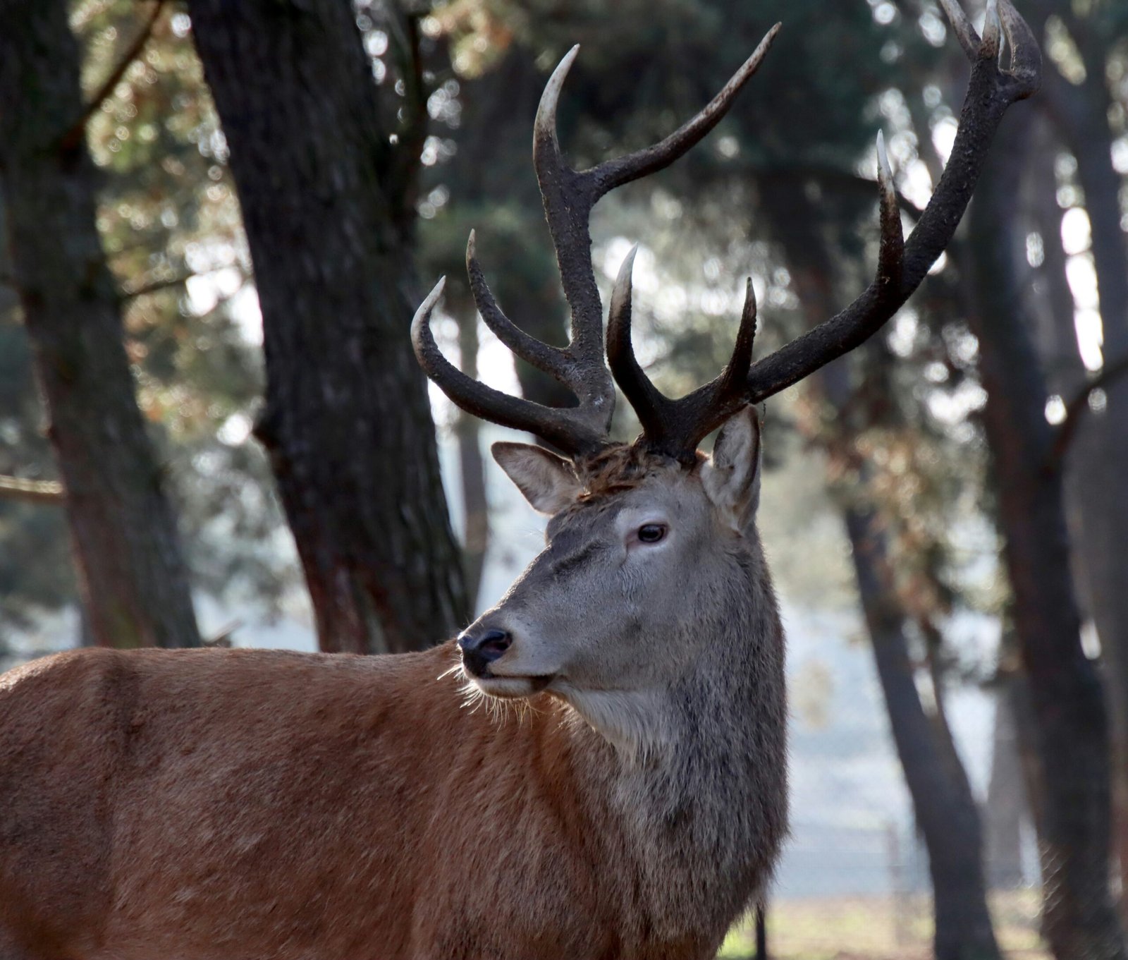 a deer with large antlers standing in a forest