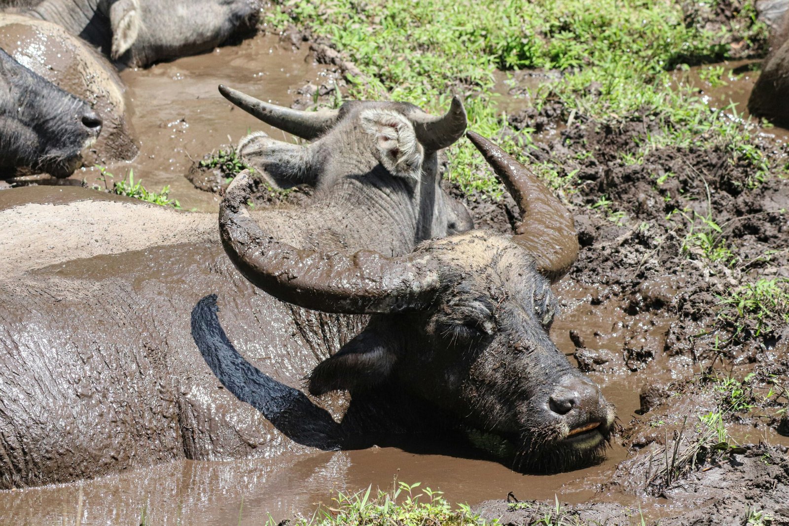 a herd of water buffalo standing in a muddy field