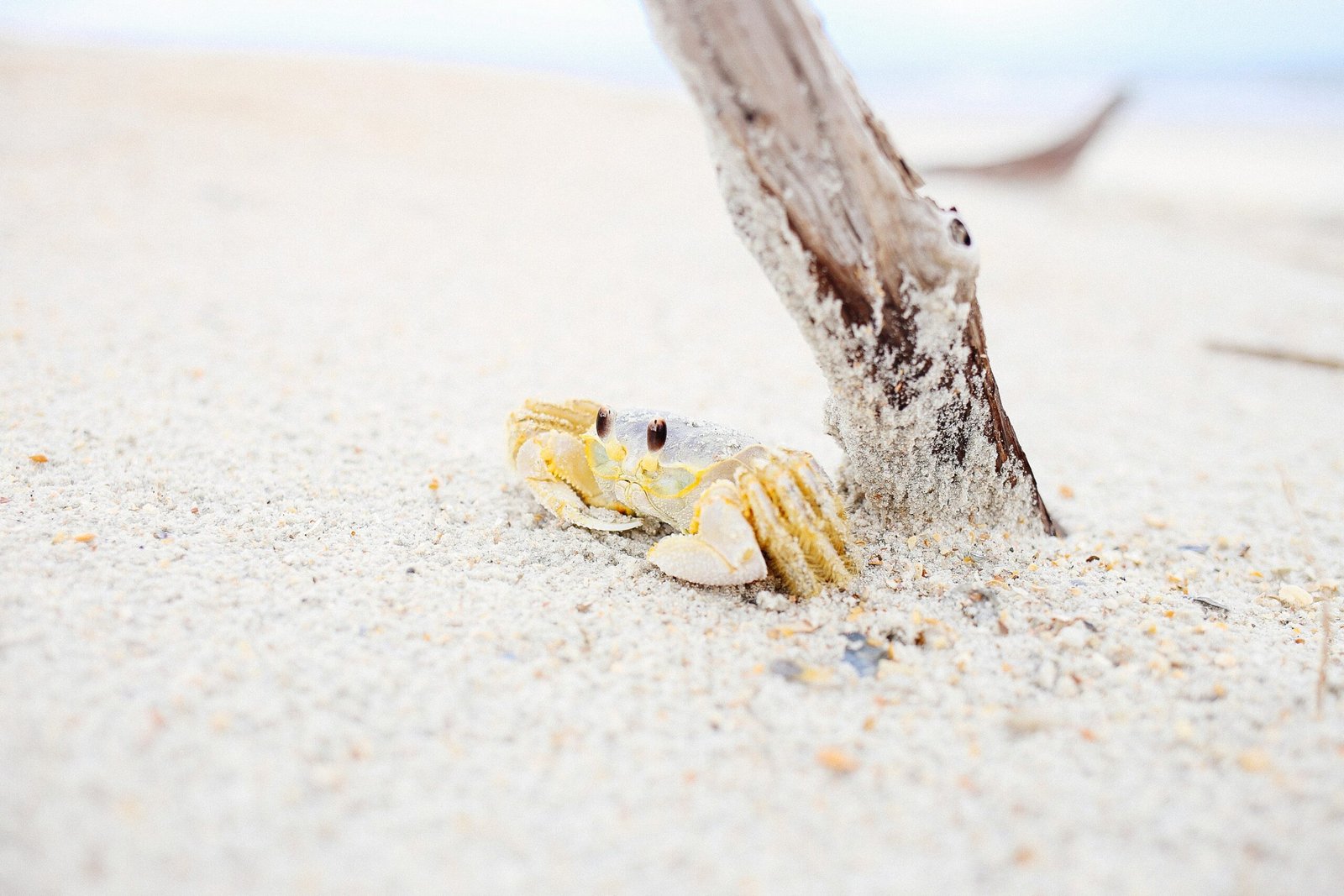 crab near wooden stick on sand